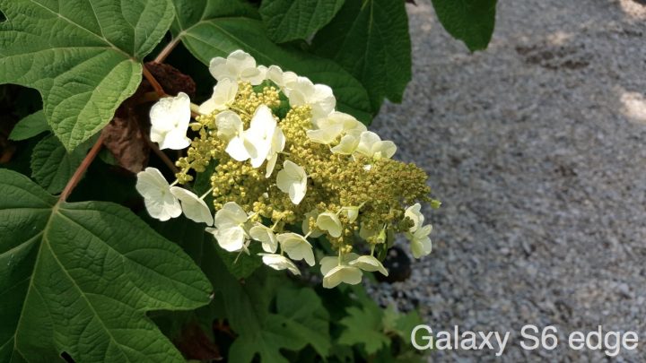 Galaxy S6 Edge Photo Test