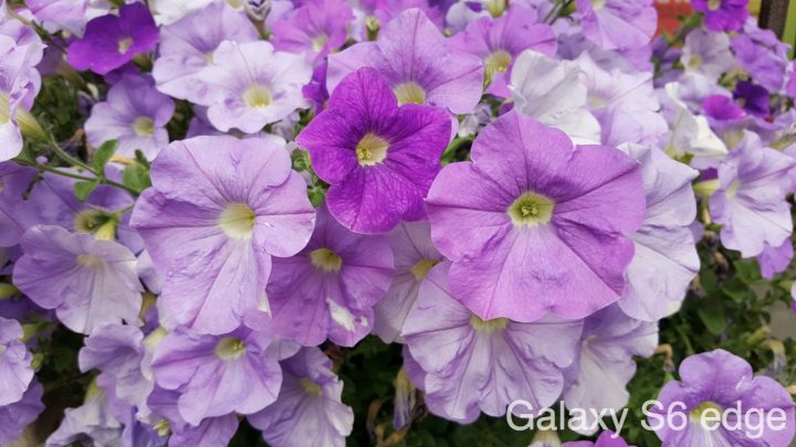 Galaxy S6 Edge Photo Test