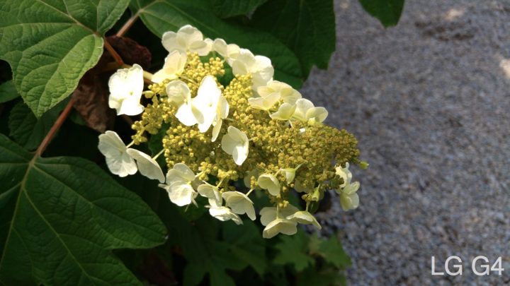 LG G4 Photo Test