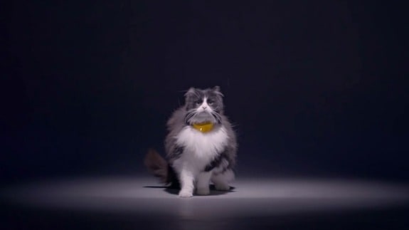 catterbox