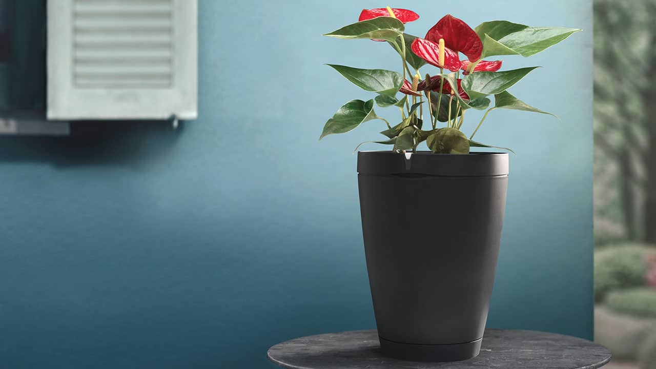 Mister Gadget® TV: Parrot Pot, il vaso magico