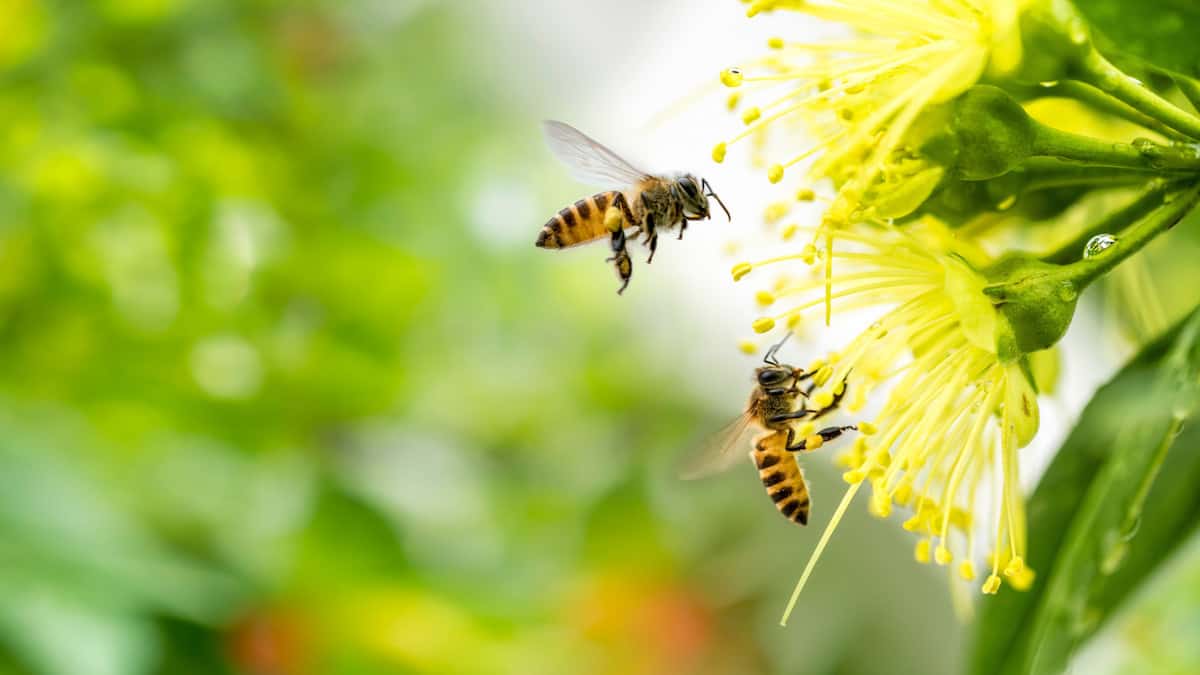 3Bee