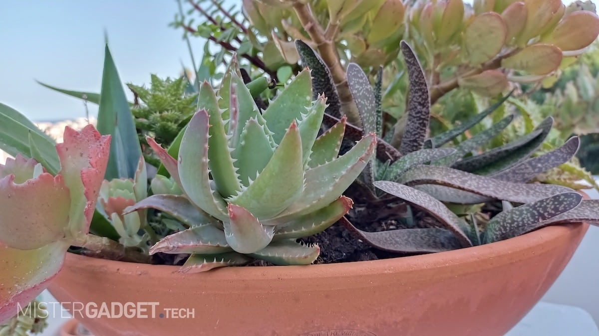 Foto scattata con Vivo V21 5G