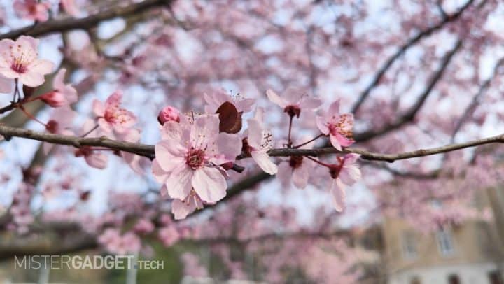 Scatti con Xiaomi 12