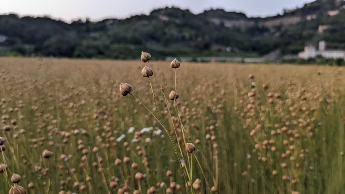 Scatti Con Google Pixel 6a