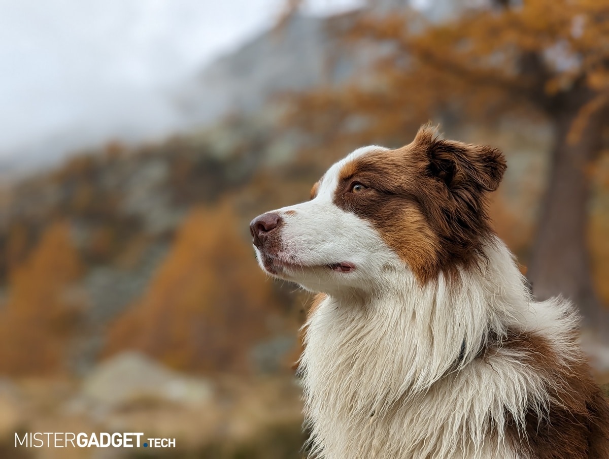 pixel 7 mistergadget.tech ritratto animale