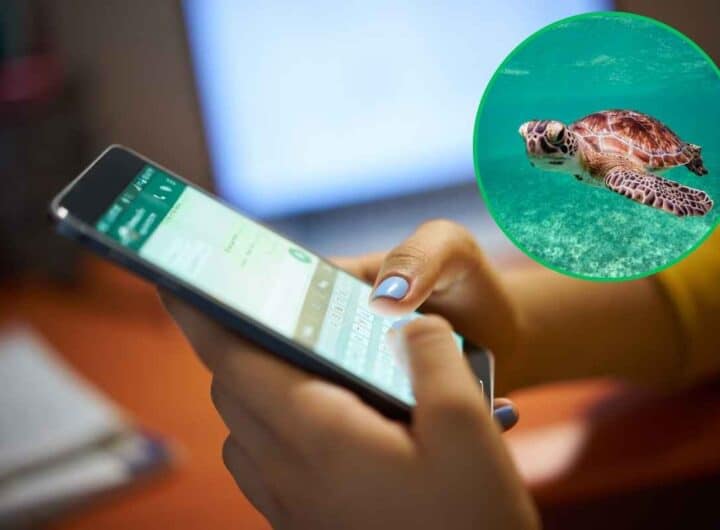 Whatsapp, attiva la modalità Tartaruga