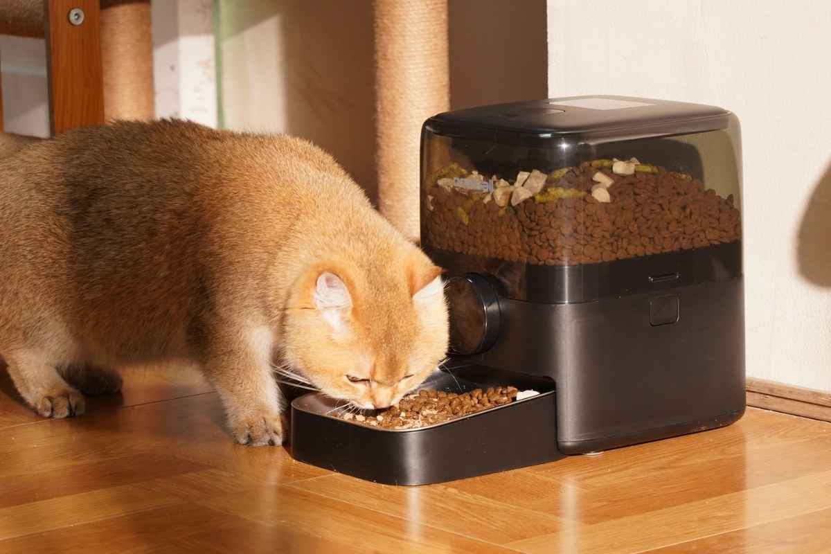 OneIsAll distributore di cibo per gatti smart 3L