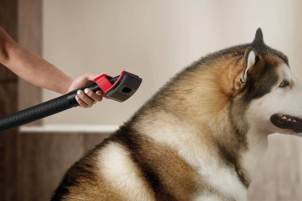 Dyson V16 Piston Animal aspirapolvere pet care