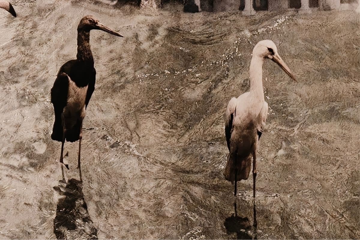 Hasselblad Teleconverter